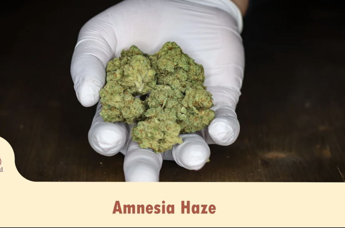 Amnesia Haze – CBD Blüten aus der Schweiz